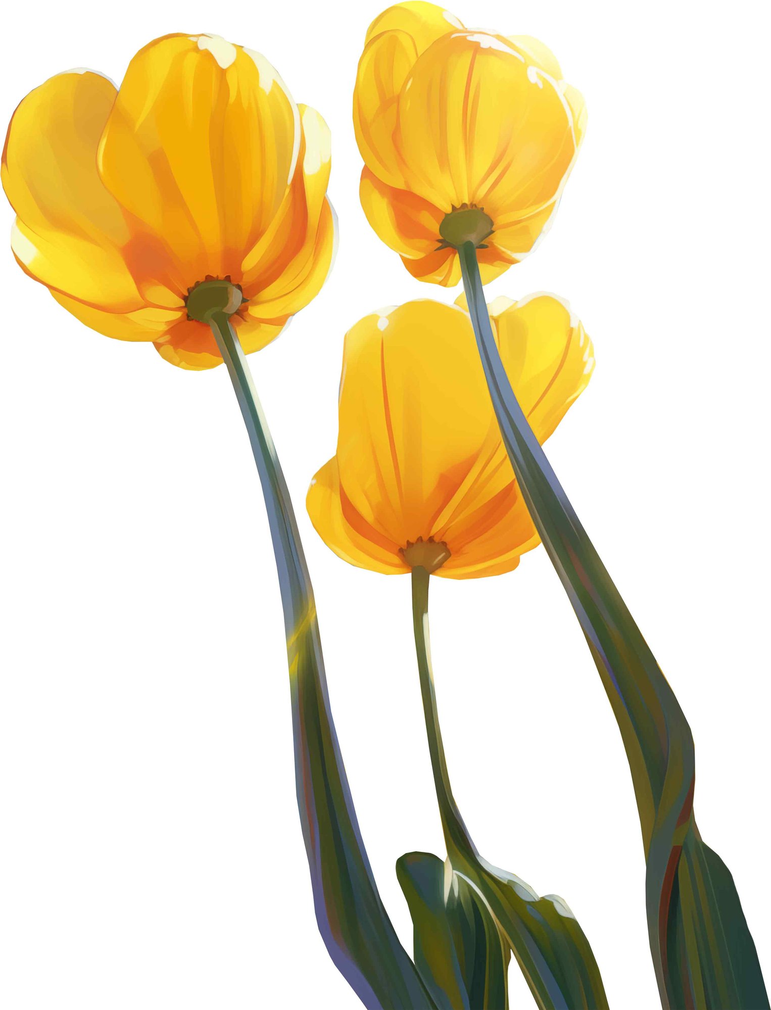 giant_yellow_tulips giant_yellow_tulips